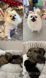 Photo №1.  - for sale in the city of Pano Lefkara | 350$ | Announcement № 161330