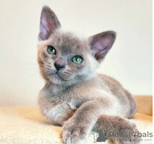 Photo №1. burmese cat - for sale in the city of Амстердам | 1057$ | Announcement № 38477