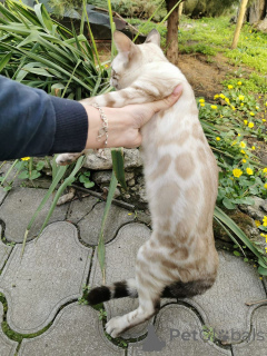 Photo №2 to announcement № 153265 for the sale of  - buy in Sweden private announcement