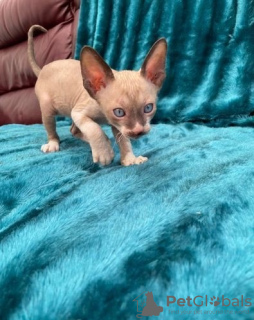 Photo №1. cornish rex - for sale in the city of Leipzig | 264$ | Announcement № 123378