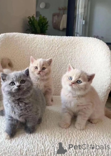 Photo №1. british shorthair - for sale in the city of Anderlecht | 413$ | Announcement № 172034