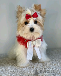 Photo №3. Beaver Yorkshire Terrier Welpen zur Adoption verfügbar. Germany