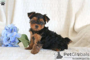 Photo №4. I will sell yorkshire terrier in the city of Goslar.  - price - 400$