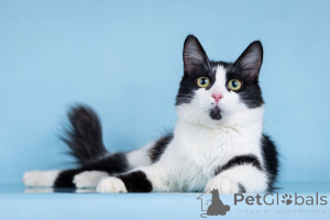 Photo №3. A gentle bundle of joy named Nika is waiting for her owners!. Russian Federation