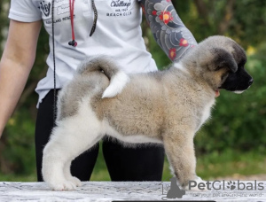 Photo №4. I will sell american akita in the city of Москва. from nursery, breeder - price - negotiated