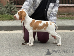 Photo №2 to announcement № 138074 for the sale of bracco italiano - buy in Poland breeder