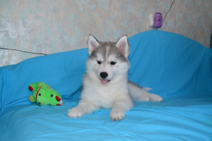 Photo №2 to announcement № 5326 for the sale of siberian husky - buy in Russian Federation private announcement