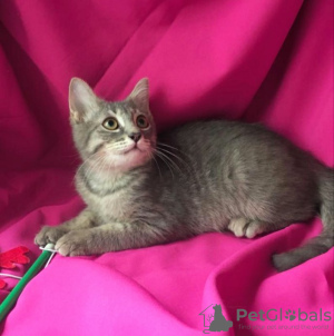 Photo №3. Baby Samson is looking for a home.. Russian Federation