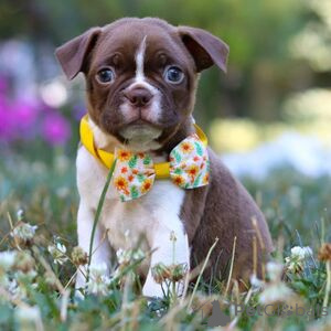 Photo №1. boston terrier - for sale in the city of Arrondissement de Berchtesgaden-Campagne | 376$ | Announcement № 151410