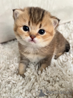 Photo №4. I will sell scottish straight in the city of Nice. breeder - price - negotiated