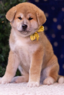 Photo №3. Akita Inu puppies from titled parents. Belarus