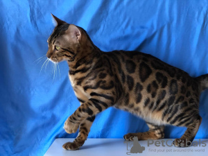 Photo №2 to announcement № 25659 for the sale of bengal cat - buy in United States private announcement, from nursery, breeder