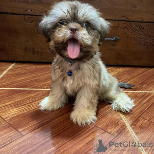 Photo №4. I will sell shih tzu in the city of Livingston. private announcement - price - 530$