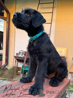 Additional photos: Giant Schnauzer puppies (3 months)