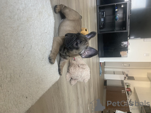 Photo №4. I will sell french bulldog in the city of New York. private announcement - price - 2000$