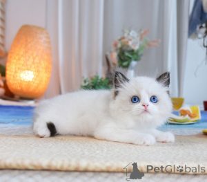 Photo №1. ragdoll - for sale in the city of Warsaw | 258$ | Announcement № 155927