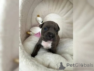 Photo №1. american pit bull terrier - for sale in the city of Überlingen | negotiated | Announcement № 160826