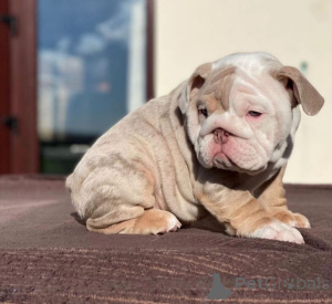 Photo №2 to announcement № 168255 for the sale of english bulldog - buy in Denmark private announcement