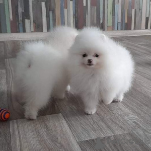 Photo №3. Wonderful Pomeranian puppies. Germany