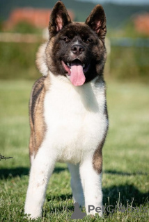 Additional photos: American Akita