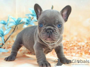 Photo №1. french bulldog - for sale in the city of Münster | negotiated | Announcement № 64583
