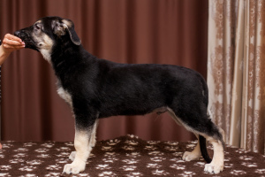 Photo №3. Elite East European Shepherd puppies for sale from the best manufacturers!. Russian Federation