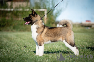 Photo №2 to announcement № 57268 for the sale of american akita - buy in Serbia private announcement
