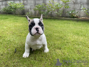 Photo №3. 4 French Bulldog Pup's. United States