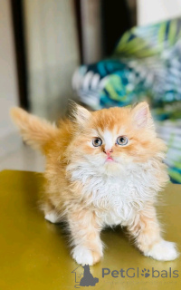 Photo №3. Exotische Kurzhaarkätzchen zur Adoption. Germany