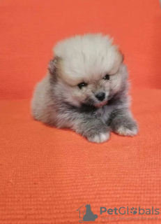 Additional photos: Pomeranian Spitz puppies