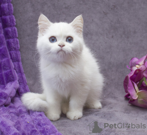 Photo №1. british shorthair - for sale in the city of Москва | 2000$ | Announcement № 27020