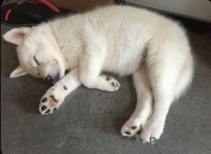 Photo №3. Anyone looking for a White female husky for rescue and adoption?. Norway