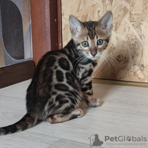 Photo №3. Top Quality Bengals Tica And GCCe registration. Finland