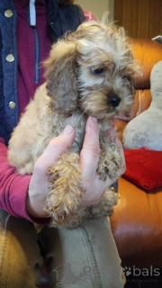 Photo №1. american cocker spaniel - for sale in the city of Bochum | 376$ | Announcement № 149066