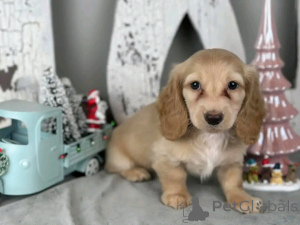 Photo №3. Toilet trained dachshunds. United States