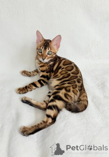 Photo №4. I will sell bengal cat in the city of New York. from nursery - price - negotiated