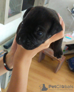 Additional photos: Cane Corso puppies