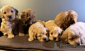 Photo №2 to announcement № 132765 for the sale of maltipu - buy in Germany private announcement