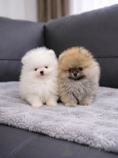 Photo №1. pomeranian - for sale in the city of ALAVUS | 413$ | Announcement № 174482