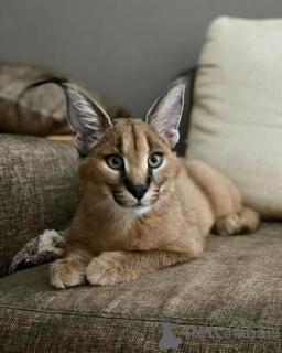 Photo №3. Indoor train caracal cat for sale and caracal kitten for adoption. United Kingdom