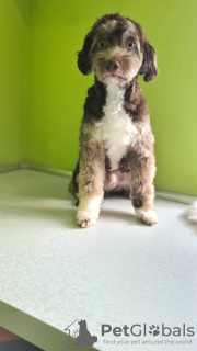 Photo №2 to announcement № 10149 for the sale of poodle (royal) - buy in Poland private announcement, breeder