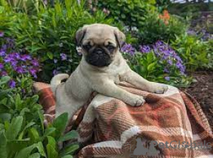 Photo №1. pug - for sale in the city of Arrondisman de Brussels Capital | negotiated | Announcement № 155221