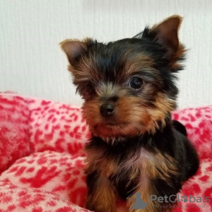 Photo №1. yorkshire terrier - for sale in the city of Cologne | Is free | Announcement № 129458