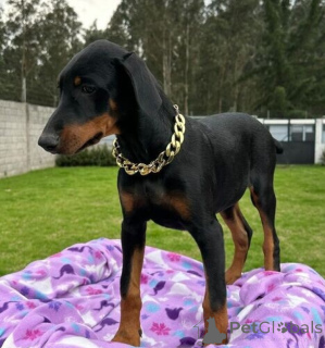 Photo №1. dobermann - for sale in the city of Zagreb | negotiated | Announcement № 172567
