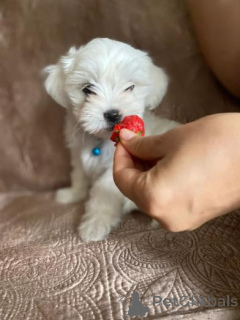 Photo №1. maltese dog - for sale in the city of Bar | 392$ | Announcement № 158901