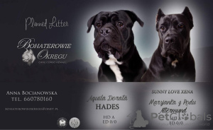Photo №4. I will sell cane corso in the city of Olkusz. private announcement - price - 1774$