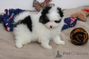 Photo №1. pomeranian - for sale in the city of Bern | 516$ | Announcement № 155207