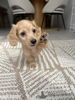 Photo №2 to announcement № 139150 for the sale of dachshund - buy in Germany breeder