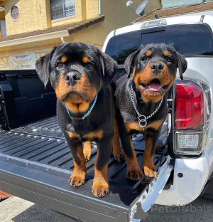 Photo №3. The rottweiler puppies available Business WhatsApp 37256062792. Belgium