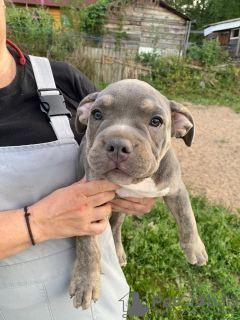 Photo №3. American Bully puppies for sale. Russian Federation